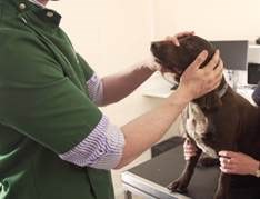 Bayer Animal Health has launched the first in a free, three-part, short educational video series about canine ocular examinations