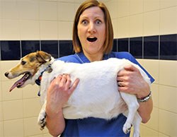 The PDSA has announced the start of its annual pet slimming competition, and revealed some of the 17 competitors who will be fighting to win the title of Pet Fit Club Slimmer Of The Year.