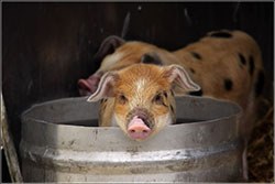 Ben Salter - Flickr: Pig in a bucket