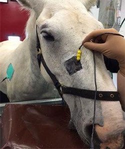 Academics from the University of Bristol's School of Veterinary Sciences and the neurology team at Southmead Hospital Bristol have published the results of study examining the use of percutaneous electrical nerve stimulation (PENS) therapy as a treatment for headshaking syndrome in horses.