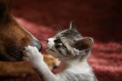 Petsavers, the charitable division of the BSAVA, is calling for entries to its 2012 digital photography competition, this year themed 'Best Buddies'.