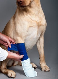 Petsox beathable waterproof bandage covers