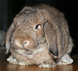 In the run up to this year's 10th Rabbit Awareness Week (18th-16th June), the PDSA has released statistics from its latest Animal Wellbeing (PAW) Report, in which more than 55% of rabbit owners have identified behaviour patterns suggesting their rabbit is bored, lonely or stressed.