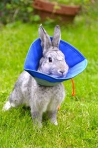 MDC Exports has launched the Soft E Collar in a small size suitable for rabbits.