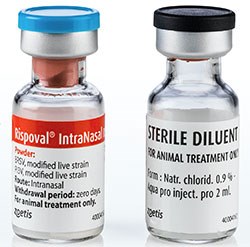 Zoetis has launched a one-dose vial of Rispoval IntraNasal, in order to offer respiratory health protection in calves as soon as possible after birth without either waiting to batch them in groups or wasting unused vaccine in multi-dose packs.