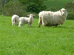 The University of Bristol’s School of Veterinary Sciences has announced the launch of an online map-based tool which forecasts the risk of a Nematodirus outbreak in lambs. 