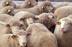 The Veterinary Medicines Directorate has agreed to a request from Elanco to recategorise Zolvix 25mg/ml Oral Solution - licensed for the treatment and control of gastro-intestinal nematode infections and associated diseases of sheep - from POM-V to POM-VPS.