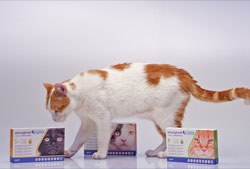 Zoetis has launched Stronghold Plus (selamectin/sarolaner), a topical combination of parasiticides that treats ticks, fleas, ear mites, lice and GI nematodes and prevents heartworm disease in cats.