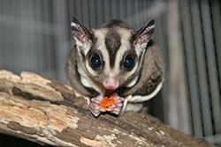 Sugar Glider © Grinerswife/Dreamstime.com