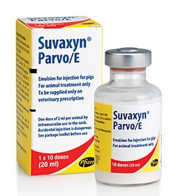 Zoetis has launched Suvaxyn Parvo/E, a combined vaccine which it says provides the earliest protection of gilts against parvovirus and erysipelas.