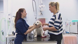 BVA has launched this year's Veterinary View, a series of veterinary current affairs videos introduced by Natasha Kaplinski. 