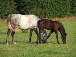 Zoetis has produced new guidance to help veterinary surgeons develop successful strategies for controlling worms in foals and youngstock.