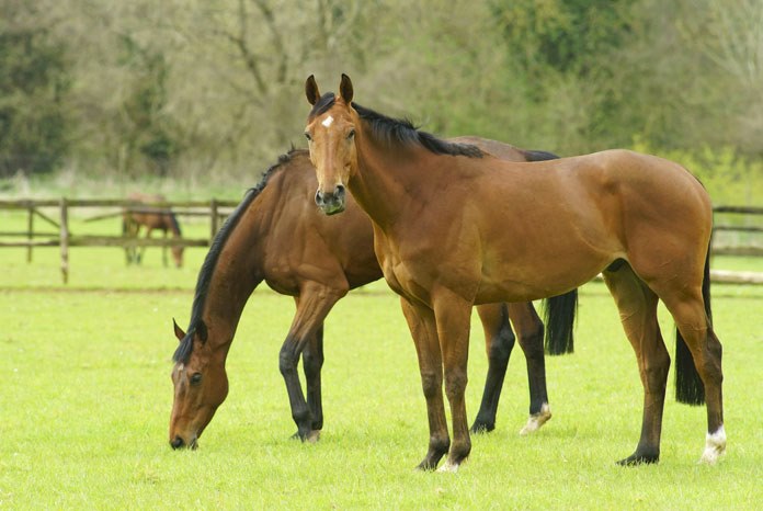 The British Horse Society (BHS) and University of Nottingham (UoN) have launched a new campaign to help veterinary surgeons provide their clients with advice, presentations and resources on all issues related to colic.