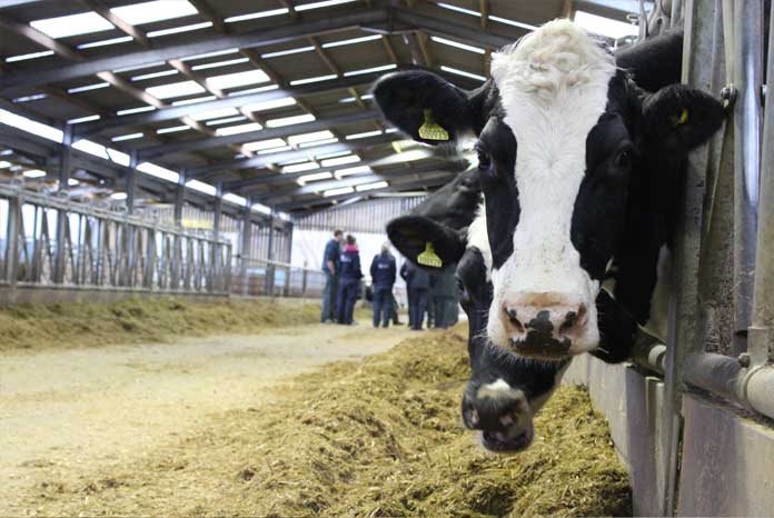 A consortium of seven academics has been awarded a £1.75 million grant to understand how better diagnostics can encourage responsible antibiotic use in animals.