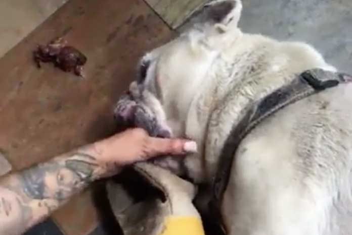 The problems associated with brachycephalic breeds have been highlighted again after glamour model Jodie Marsh posted a video on Facebook yesterday showing her giving CPR to her bulldog Louie after he collapsed.