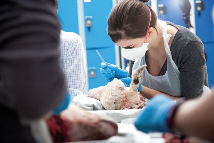 The BSAVA has announced that it is increasing the number of practical sessions at Congress by a quarter.