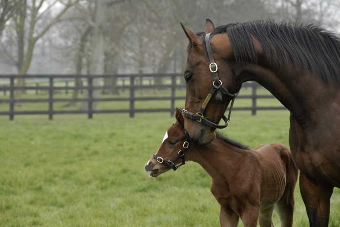 Work aimed at developing a new vaccine to protect against abortigenic and neurological equine herpes virus (EHV) has begun at the Animal Health Trust (AHT).