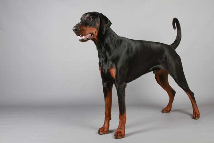 Dobermann