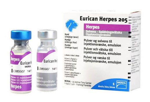 Eurican Herpes vaccine unavailable indefinitely VetSurgeon News - VetSurgeon - VetSurgeon.org