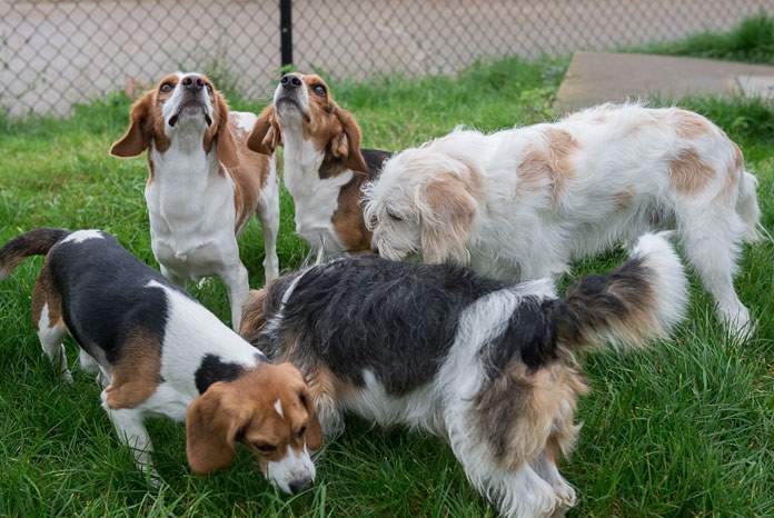 Researchers at the Royal Veterinary College report that they've made a significant breakthrough in the search for a durable treatment for Duchenne muscular dystrophy (DMD).