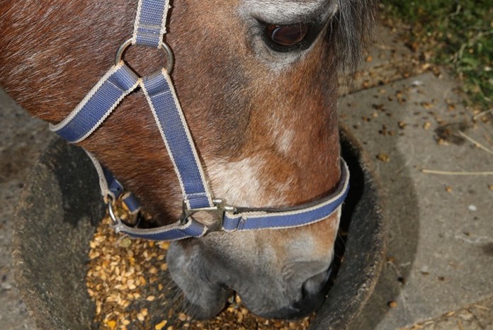 A new study conducted by Waltham and Spillers in collaboration with Michigan State University, Massey University and the University of Minnesota, has shown that the equine diet, and more specifically, starch rich food, can influence adrenocorticotropin hormone or ‘ACTH’, potentially leading to an incorrect disease diagnosis in some horses when ACTH is used to test for Pituitary Pars Intermedia Dysfunction (PPID).